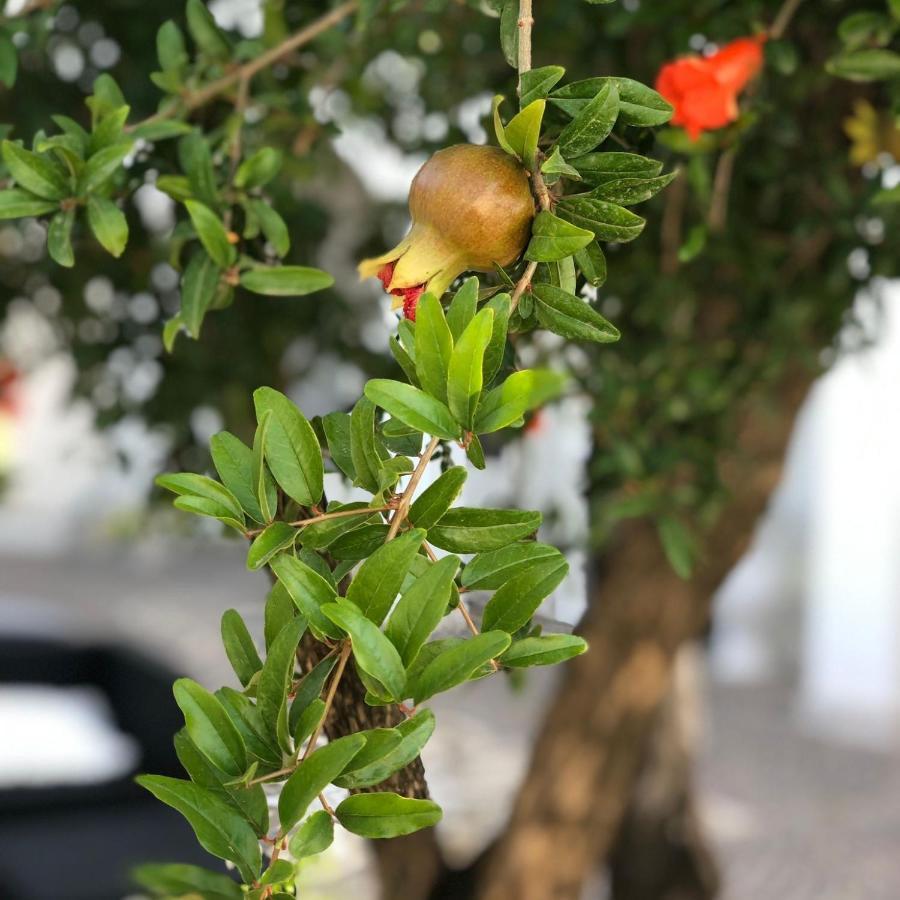 Il Melograno Chic&Nature ポンペイ エクステリア 写真